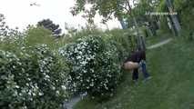 046002  The Guard Dog Is Not Impressed By Jenny Peeing Outside His Garden