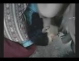Famous Bhabi Sex Video.