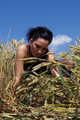 With LiLu in the grainfield