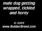 Bound Male Dog gets tickled and horny