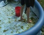 cleaning the pool