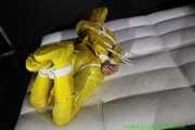 Get Pictures of Pia bound and gagged in her yellow shiny nylon Rainwear