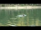 Jenny bathing in a lake and sun bathing wearing sexy red shiny nylon shorts and a rain jacket (Video)