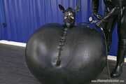 The Dog as Ball, Punishment Inflament