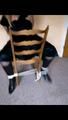 Chairtied and Gagtalk